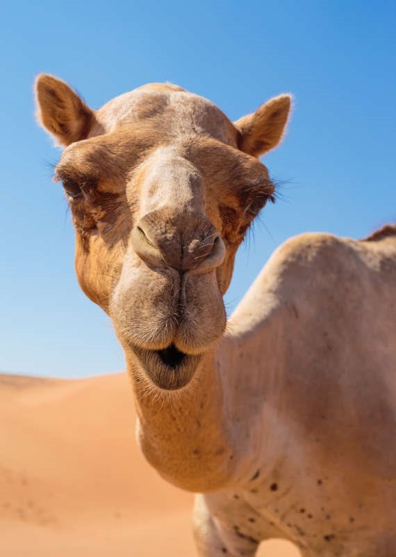 גמל קופה של סבא יחזקאל