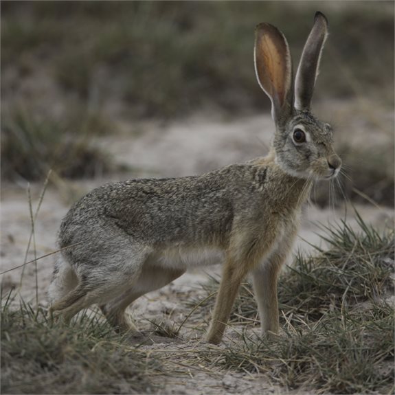 מחפשים אחר הארנב הבריטי. למצולם אין קשר לנאמר
