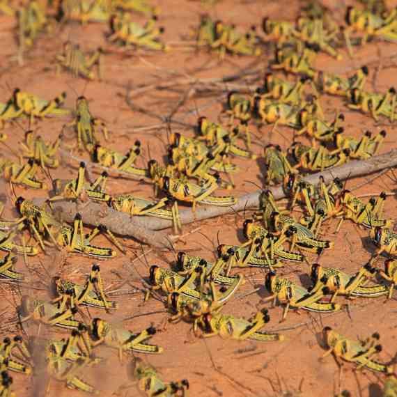 נחיל ארבה או סתם להקה קטנה?