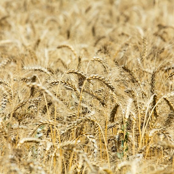 בין חג מתן התורה לחג הקציר