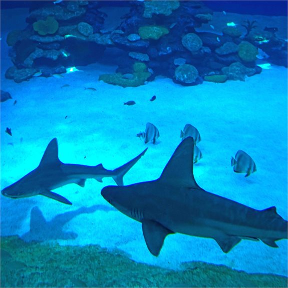 ד"ר יונתן אדלר: "מסתבר שאבותינו אכלו דגים לא כשרים"