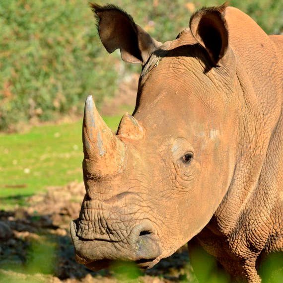 לקרנף אין קשר לכתבה