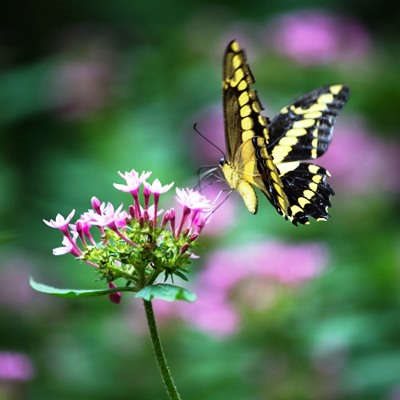 פארק פרפרים חדש בכרמיאל. למצולם אין קשר לנאמר