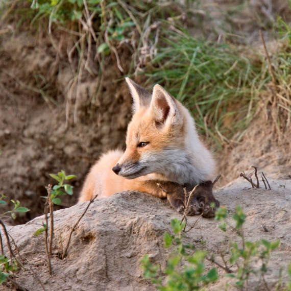 וגר שועל עם נחש ודורבן