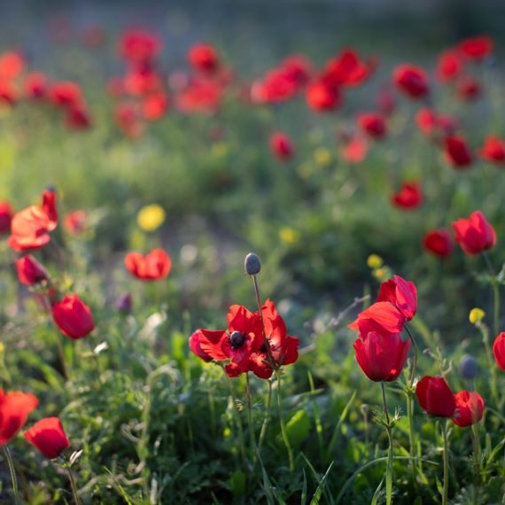 יום הפיקניק הבינלאומי