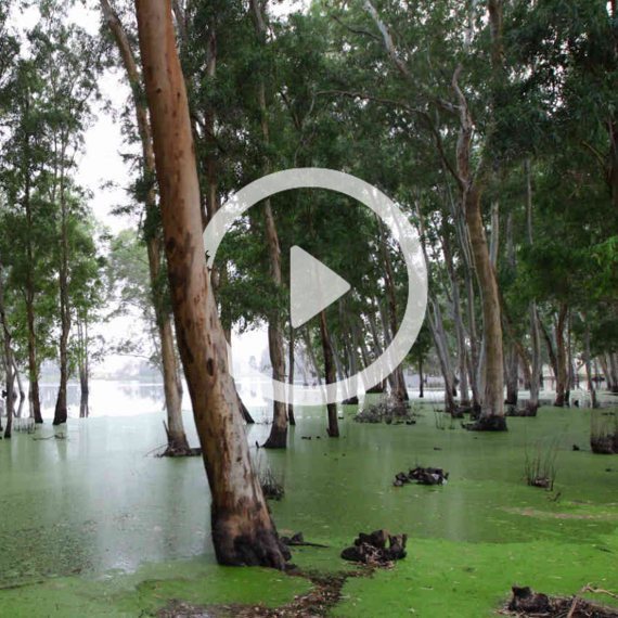 'חורשת האקליפטוס', אילוסטרציה