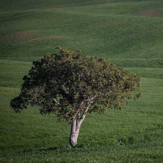 'ואלס להגנת הצומח', אילוסטרציה