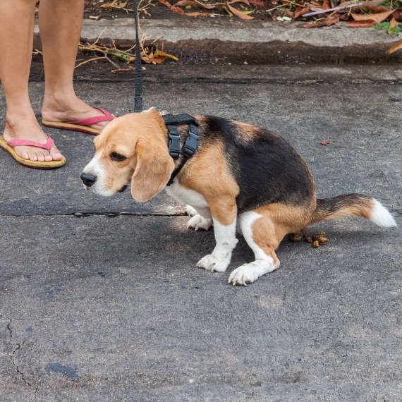 לכלב אין קשר למצולם