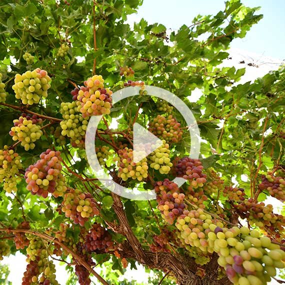 כרם במושב לכיש, השבוע