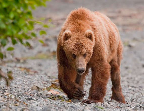 לדובה אין קשר לנאמר