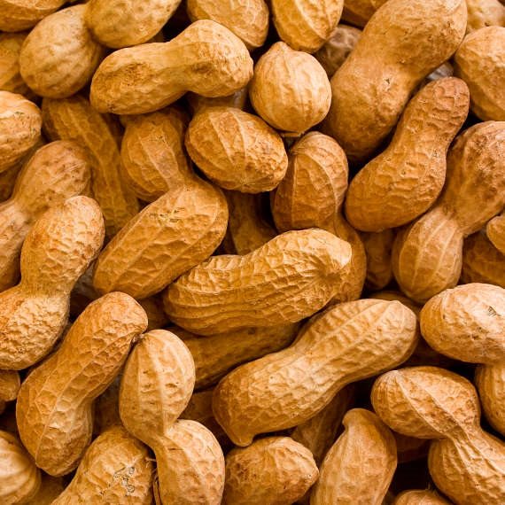 לא מפחדים מהבוטנים