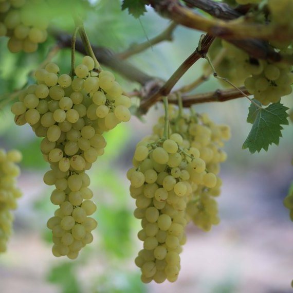 להוריד את הערך הגליקמי