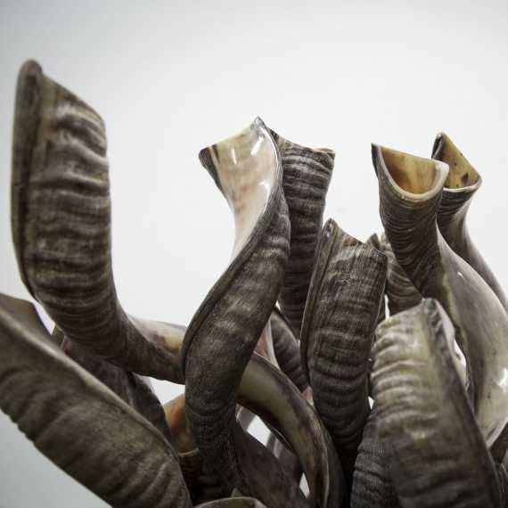 שופר - צילום ארכיון