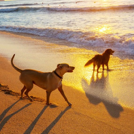 איך נפרדים מהכלב?