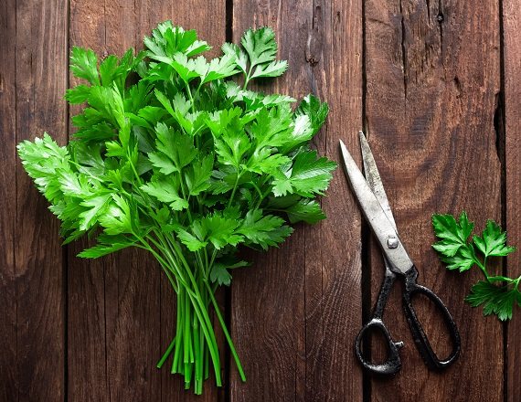 פטרוזיליה או כוסברה - זאת השאלה