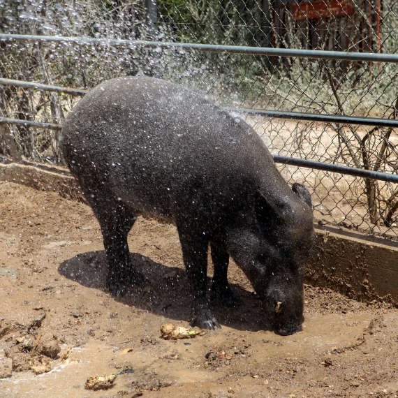 חזירים למען בני האדם. למצולם אין קשר לנאמר