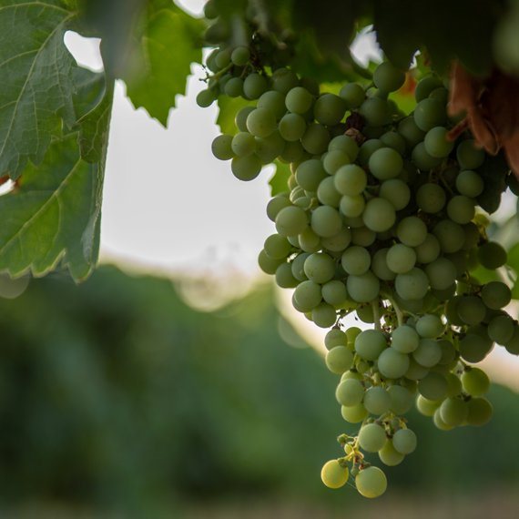 שיכורים, ולא מיין. למצולם אין קשר לנאמר