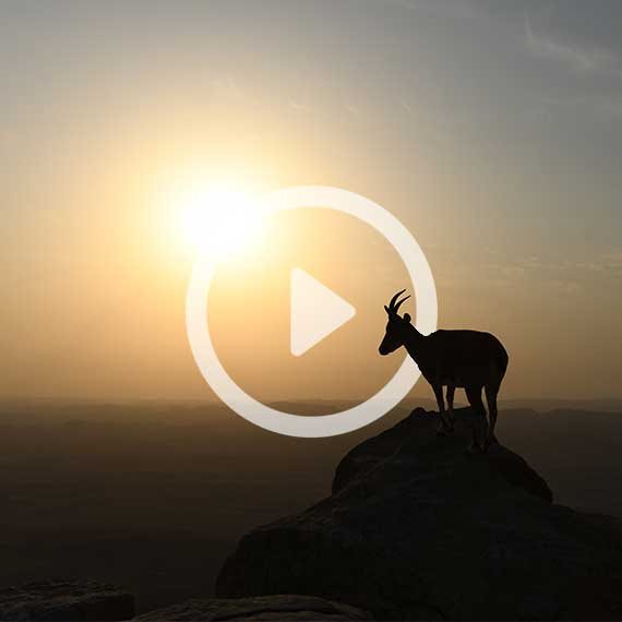 צבי במצפה רמון, השבוע