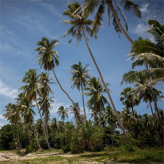תאילנד חוזרת