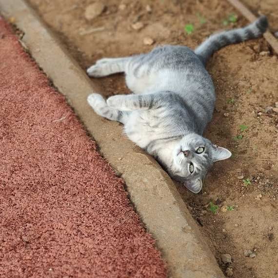 מתקציב המדינה, לחתולים