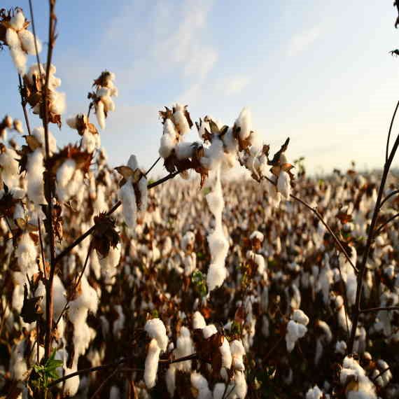 שדות כותנה לנצח